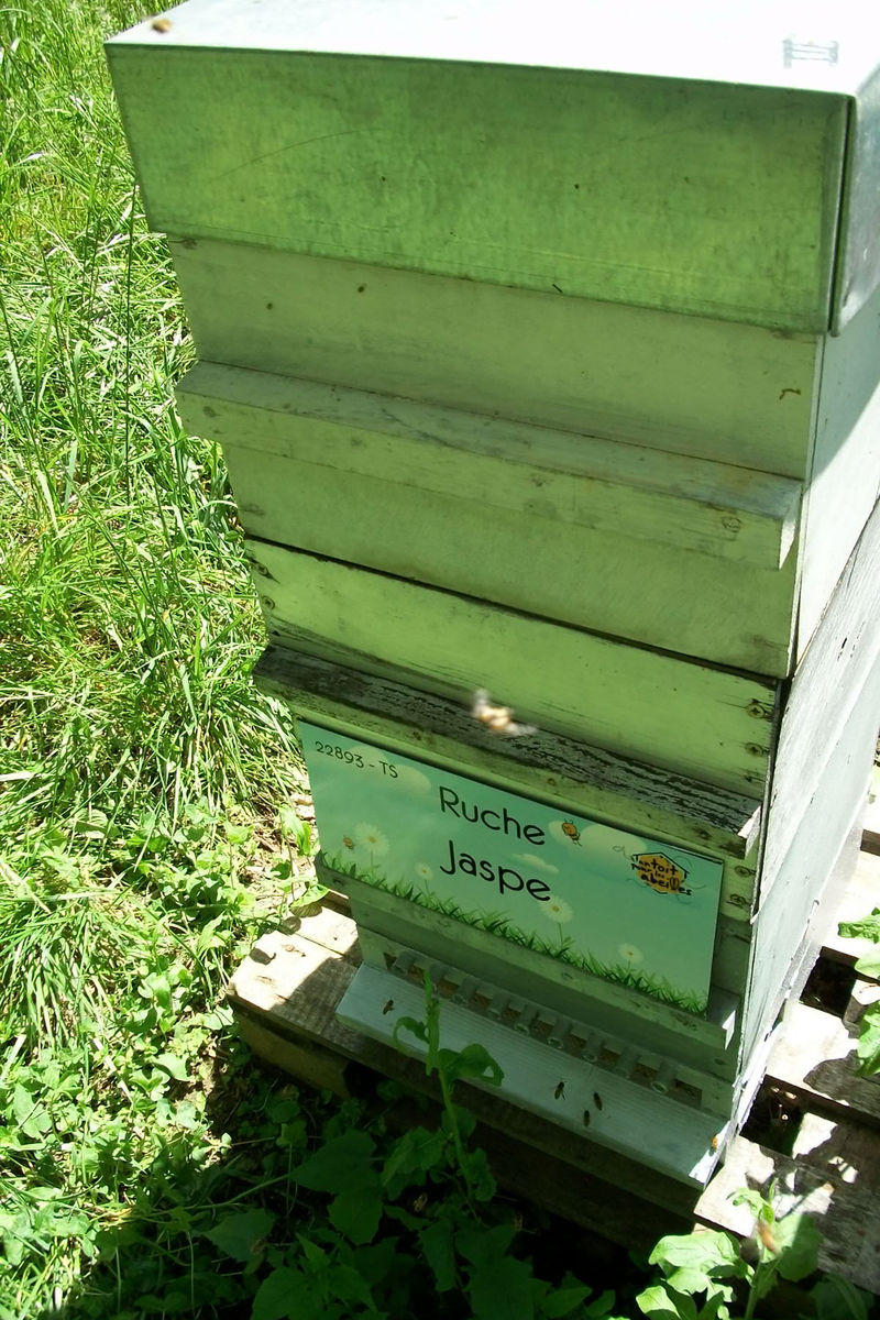 La ruche Jaspe