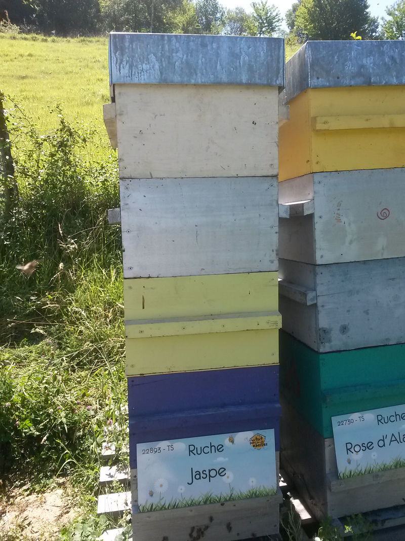 La ruche Jaspe
