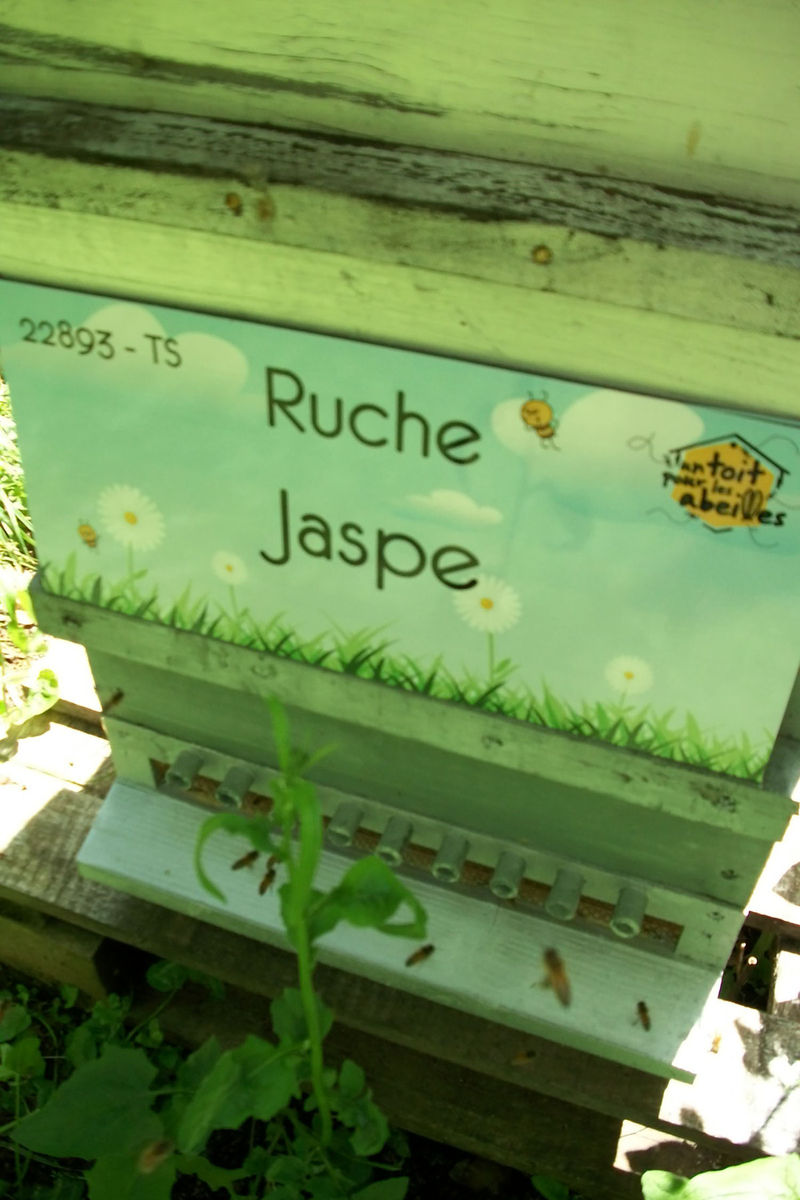 La ruche Jaspe