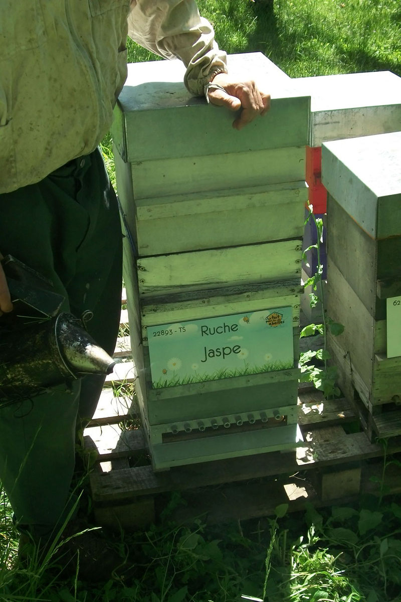La ruche Jaspe