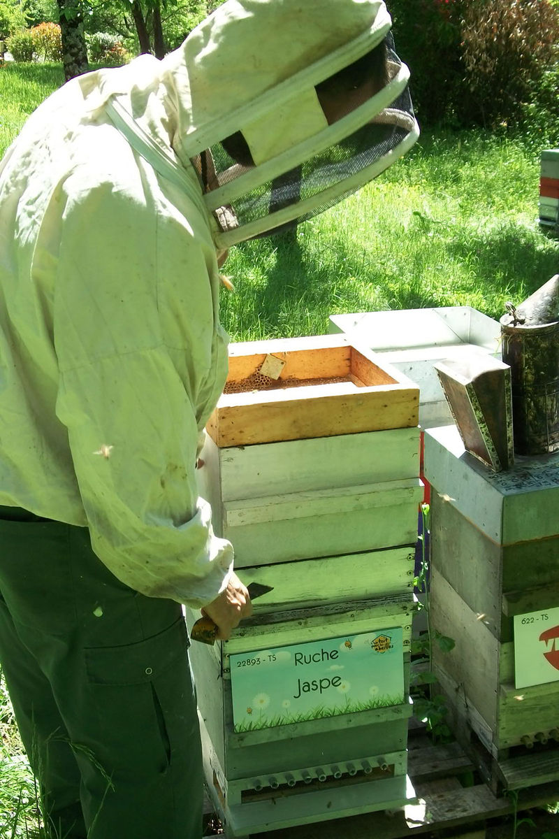 La ruche Jaspe