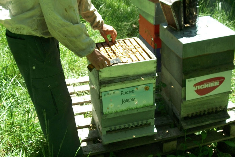 La ruche Jaspe