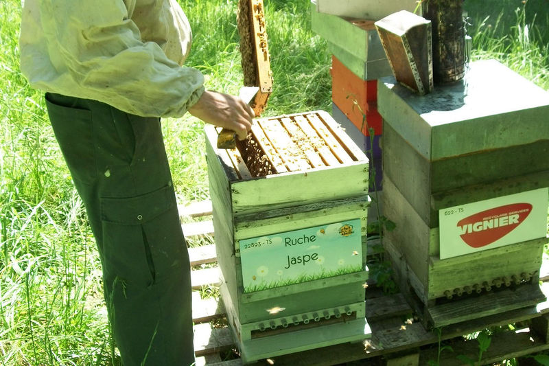 La ruche Jaspe