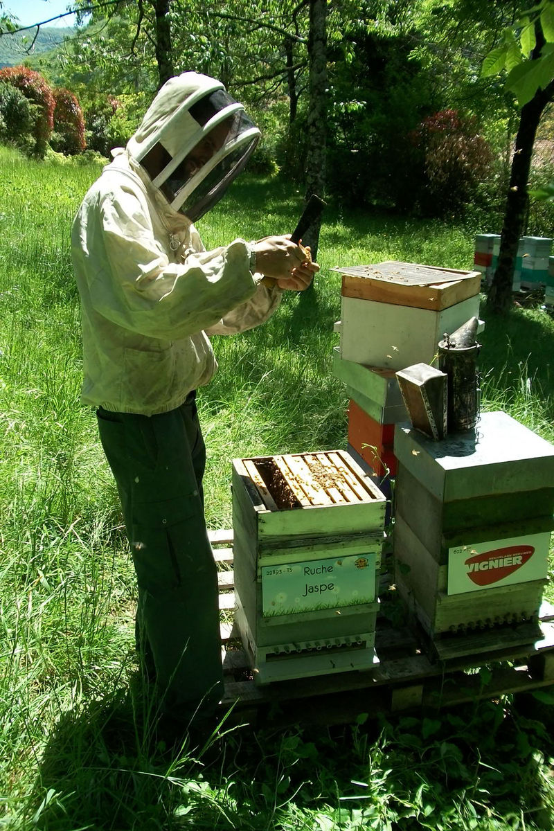 La ruche Jaspe
