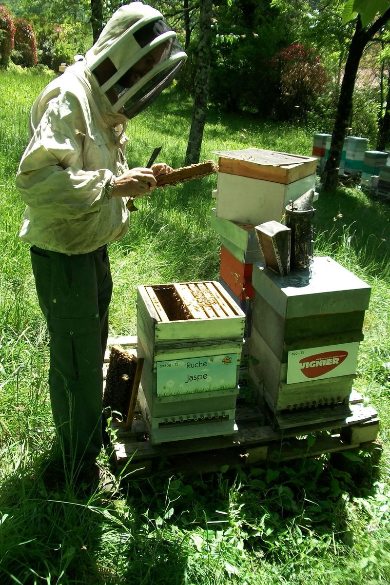 La ruche Jaspe