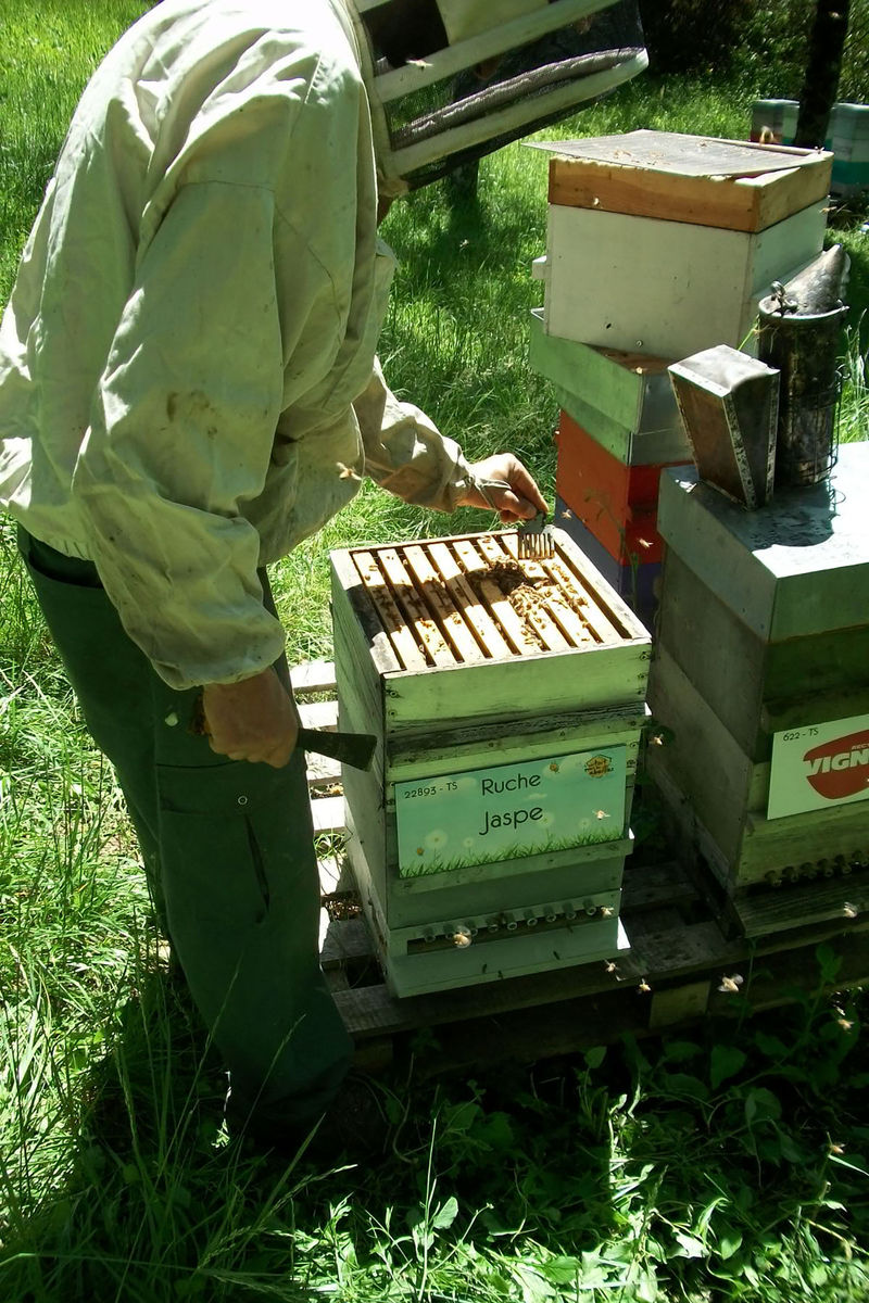 La ruche Jaspe