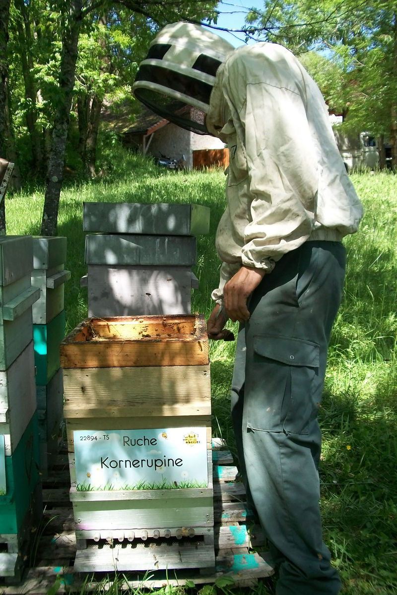 La ruche Kornerupine