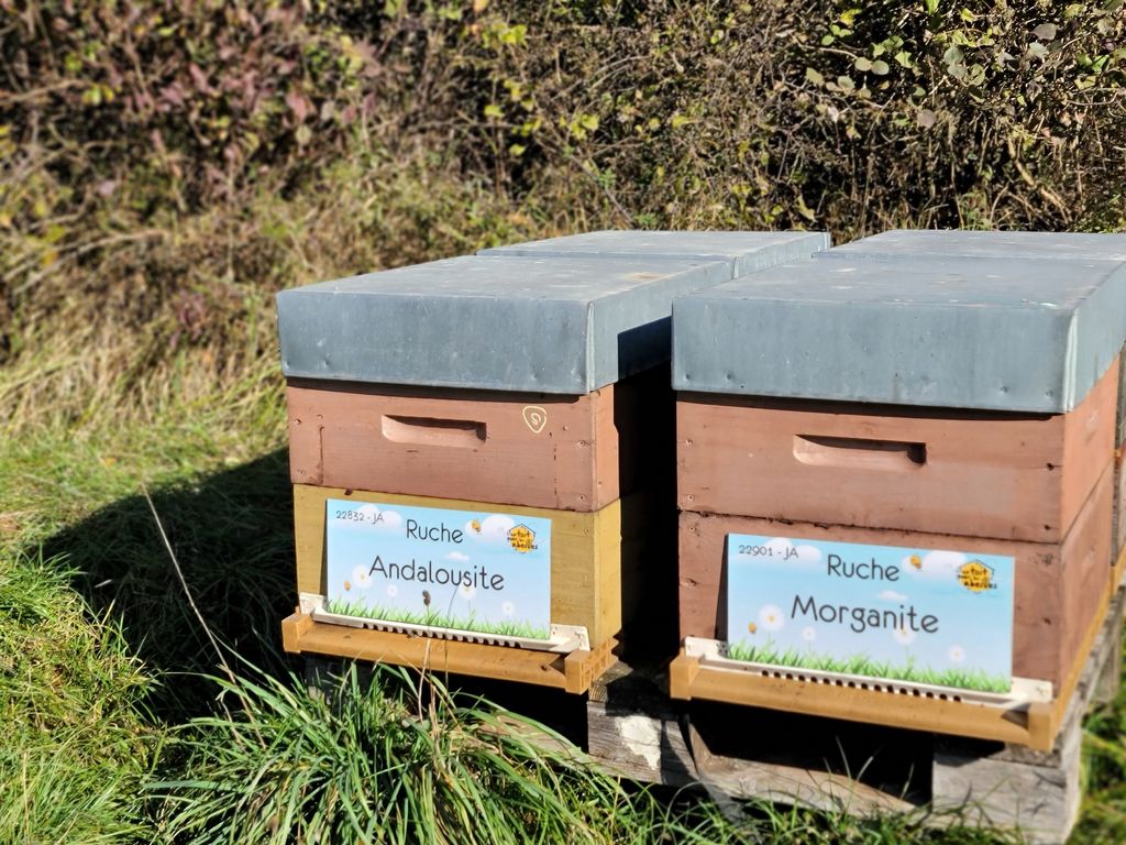 La ruche Morganite