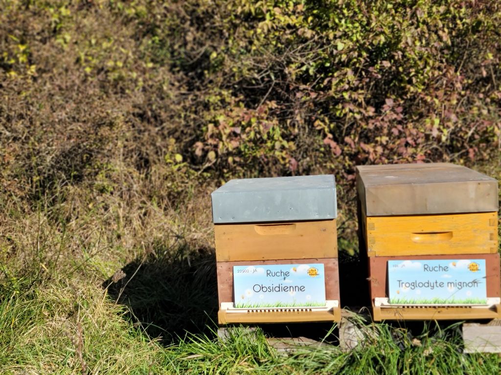 La ruche Obsidienne