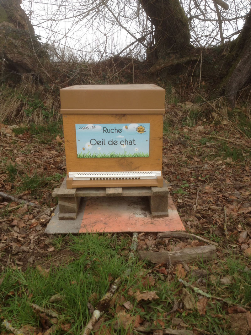 La ruche Oeil de chat