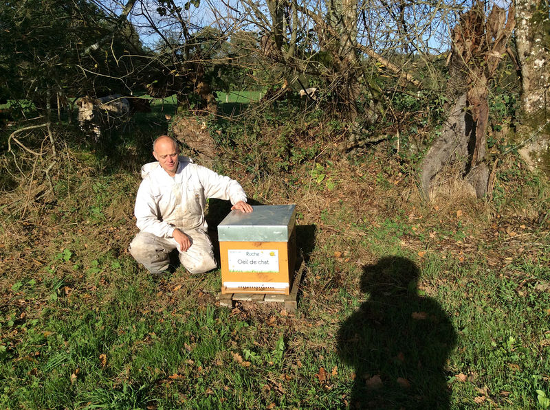 La ruche Oeil de chat