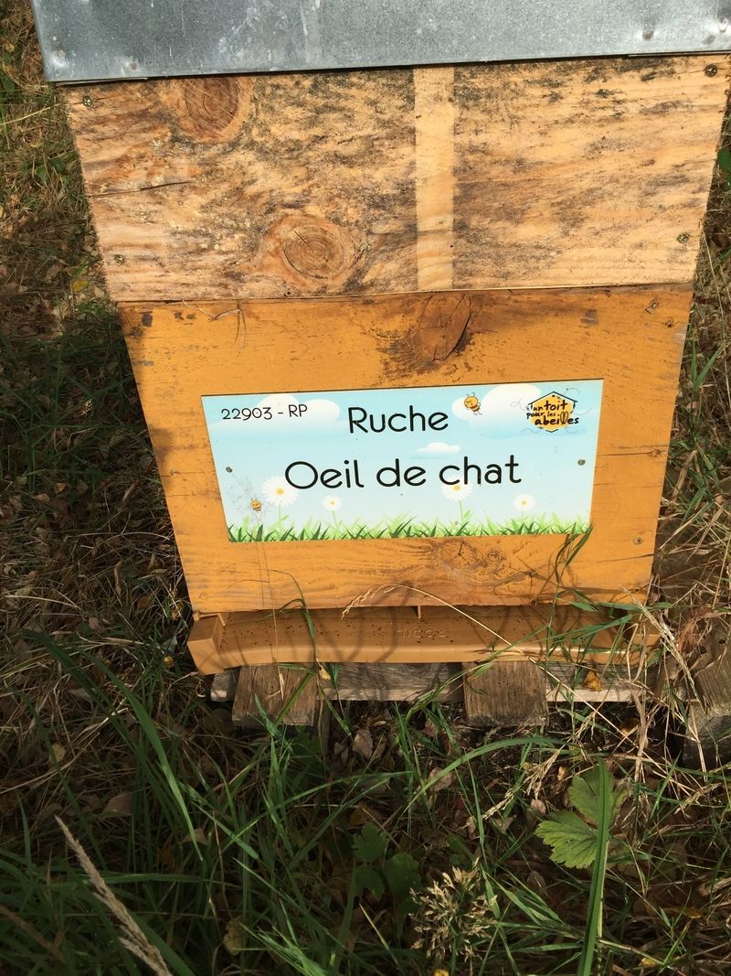 La ruche Oeil de chat