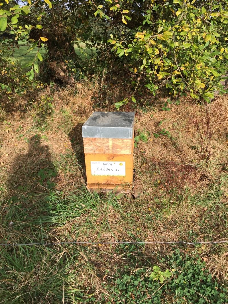 La ruche Oeil de chat