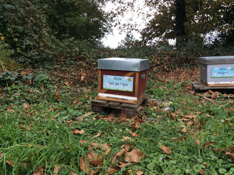 La ruche Oeil de tigre