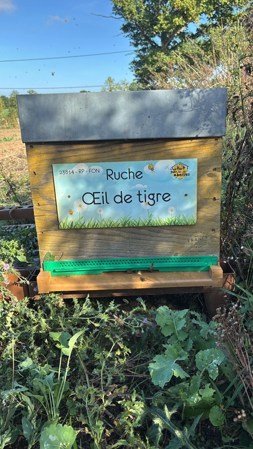 La ruche Oeil de tigre