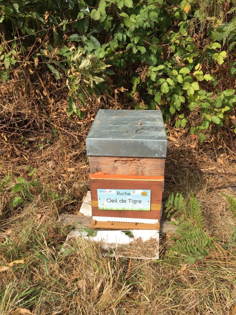 La ruche Oeil de tigre