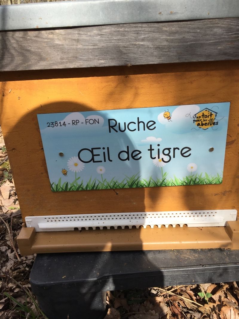 La ruche Oeil de tigre