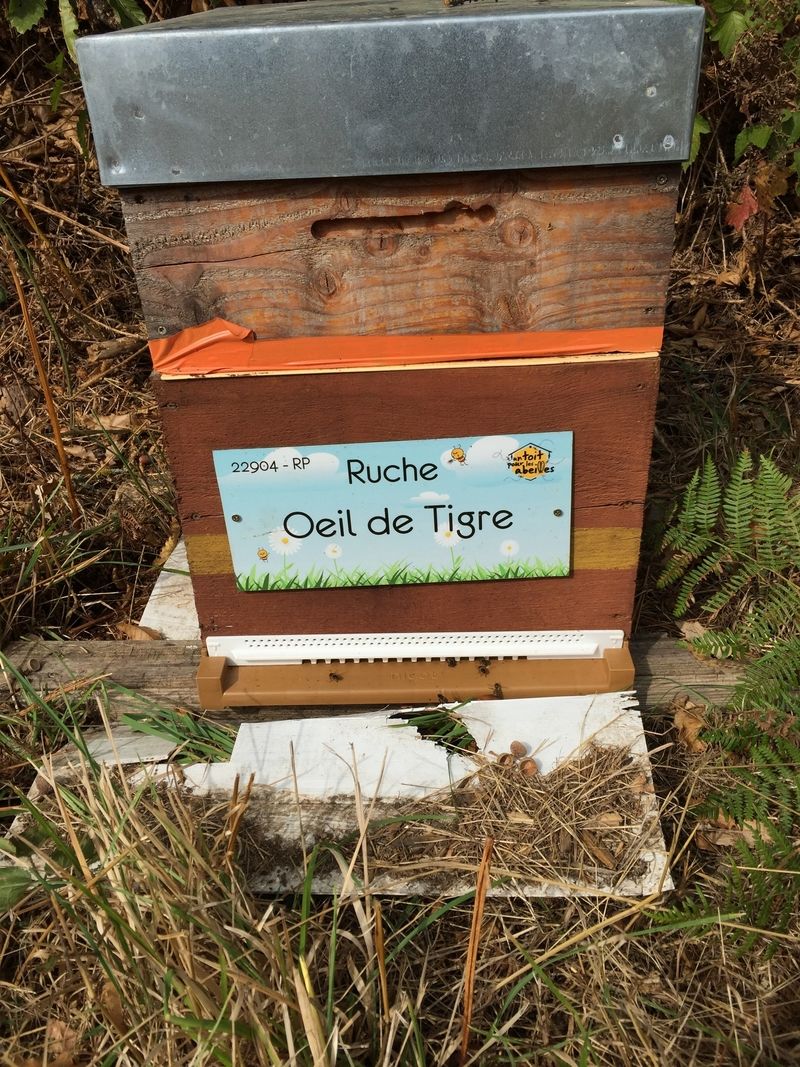 La ruche Oeil de tigre