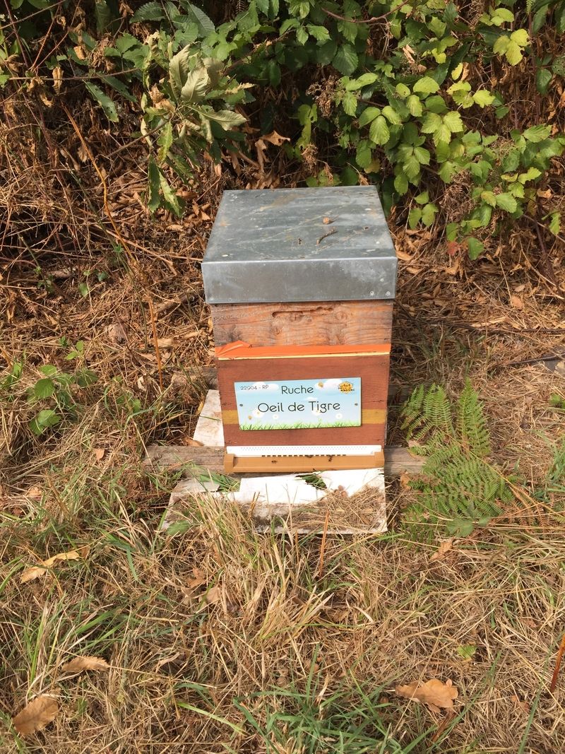 La ruche Oeil de tigre