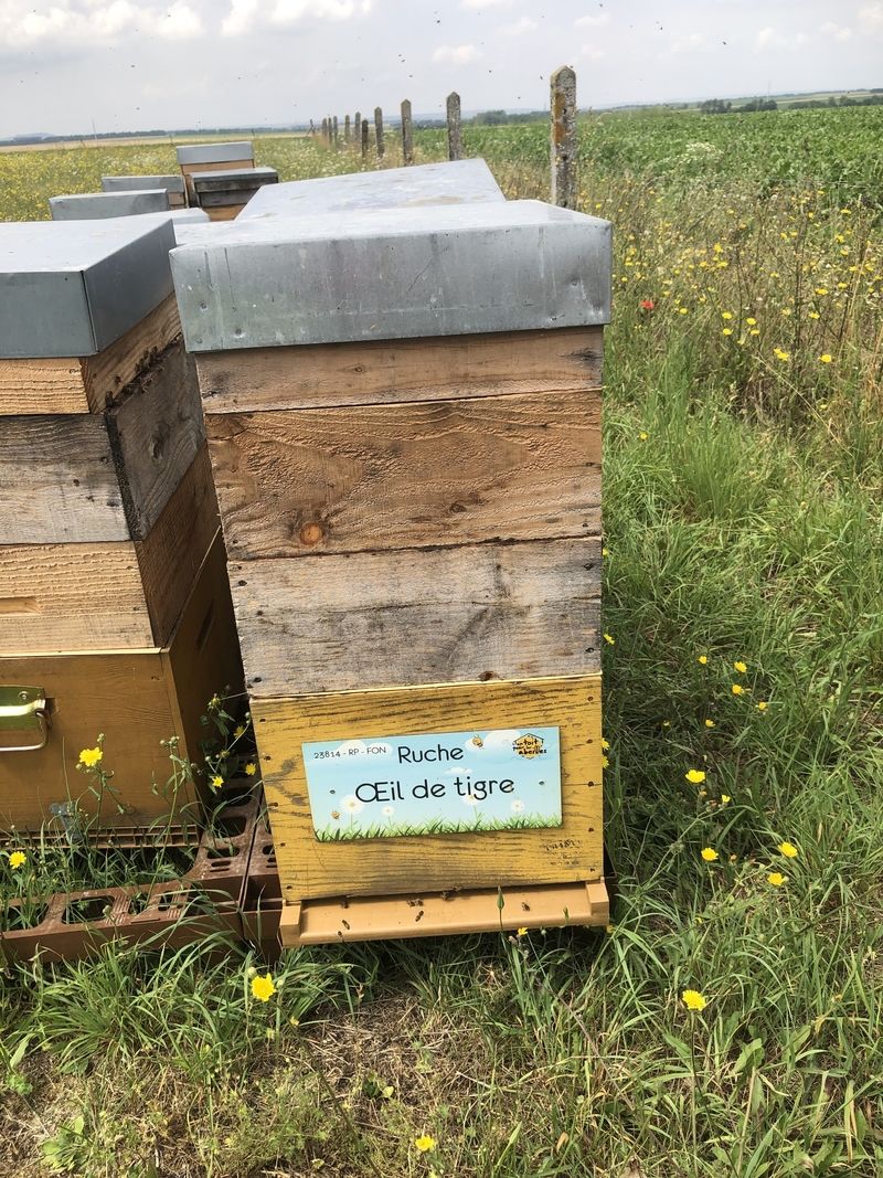 La ruche Oeil de tigre
