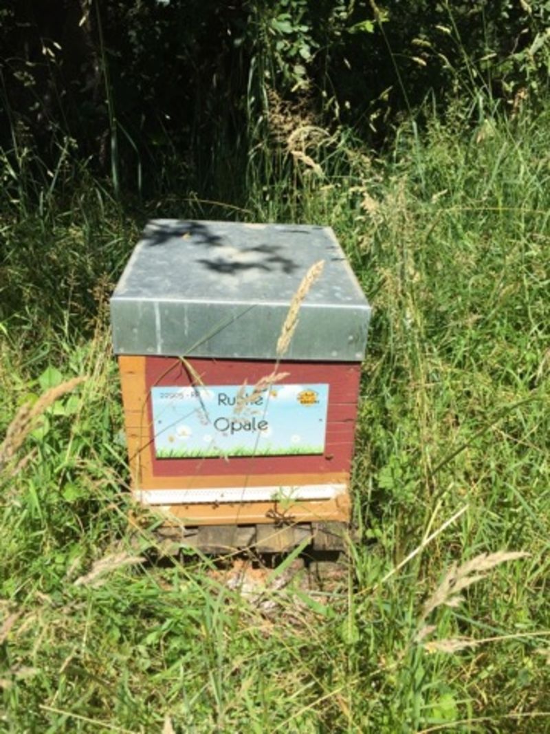 La ruche Opale