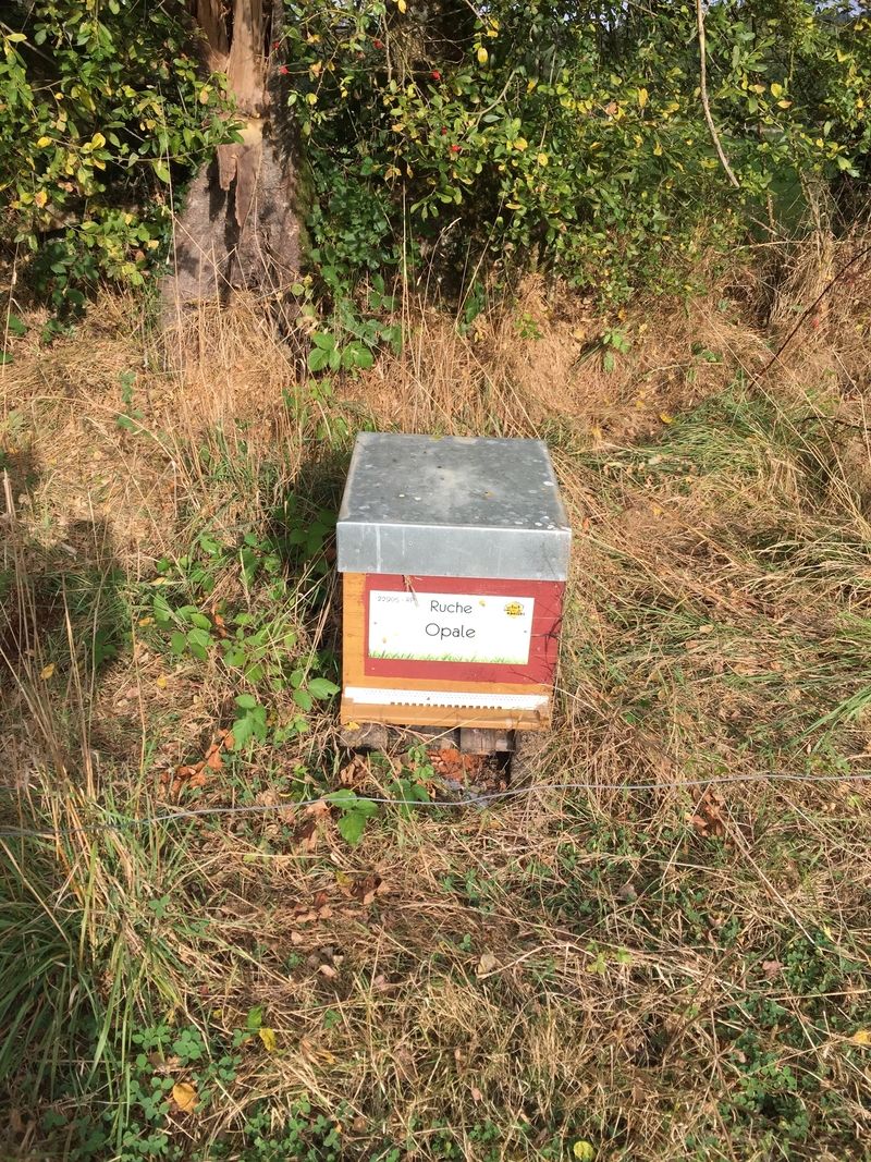 La ruche Opale
