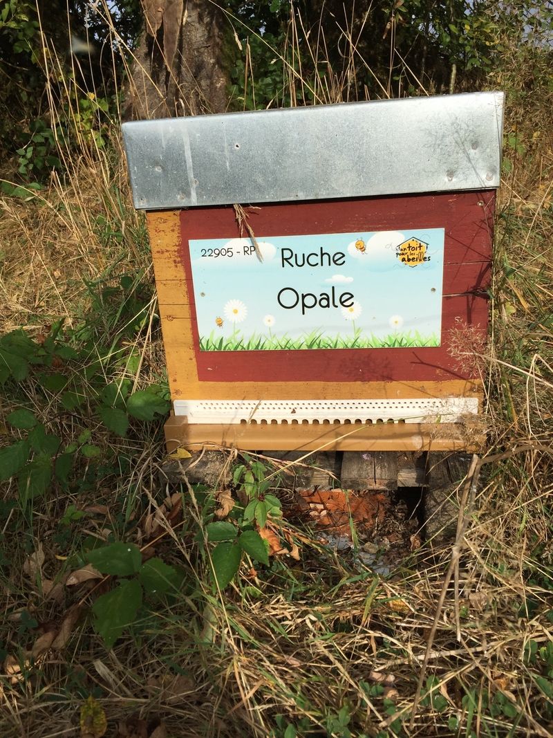La ruche Opale