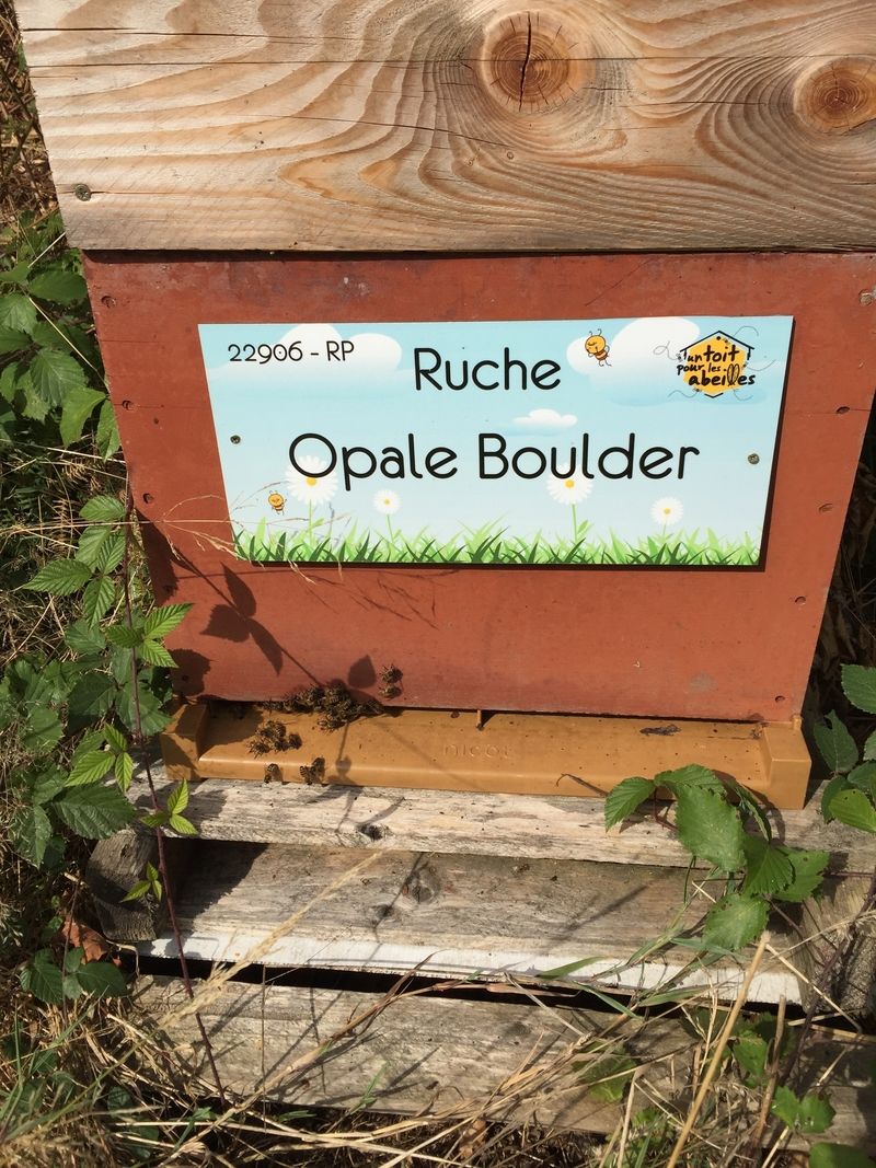 La ruche Opale Boulder