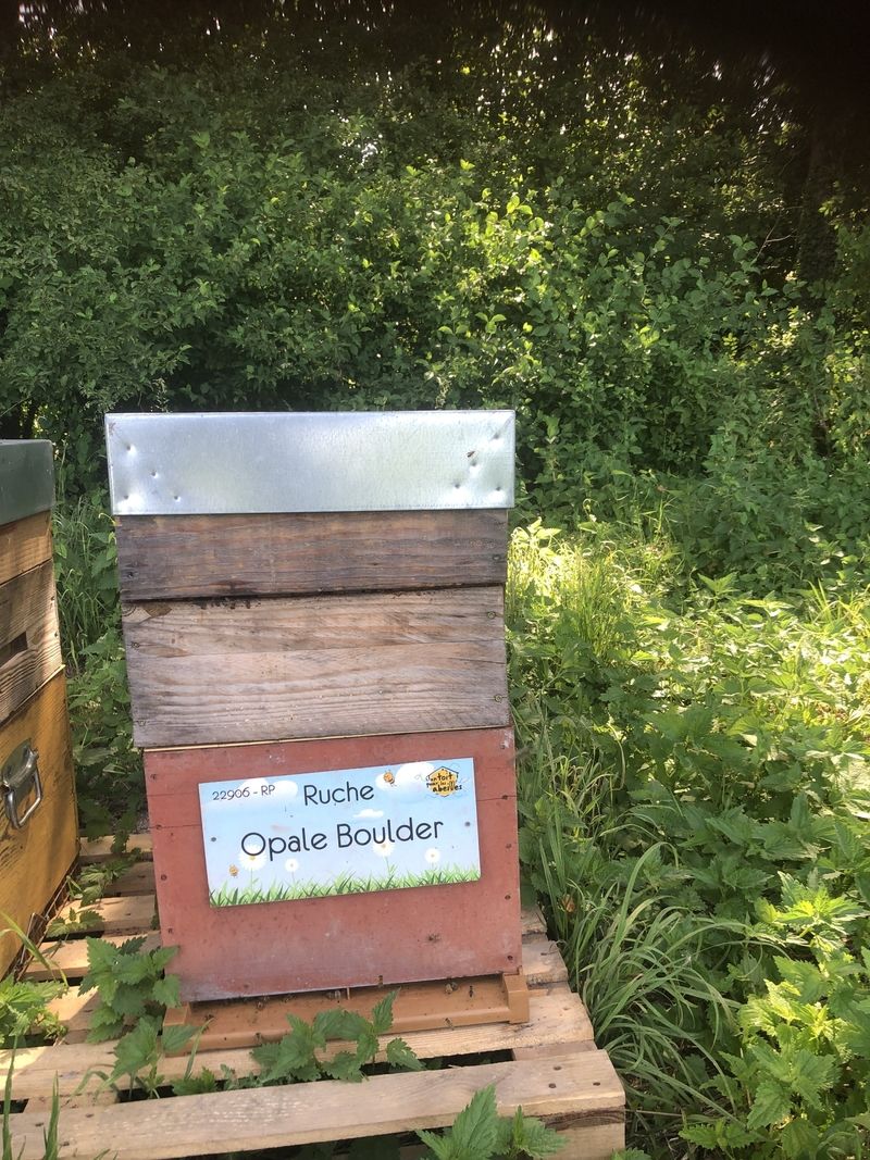La ruche Opale Boulder