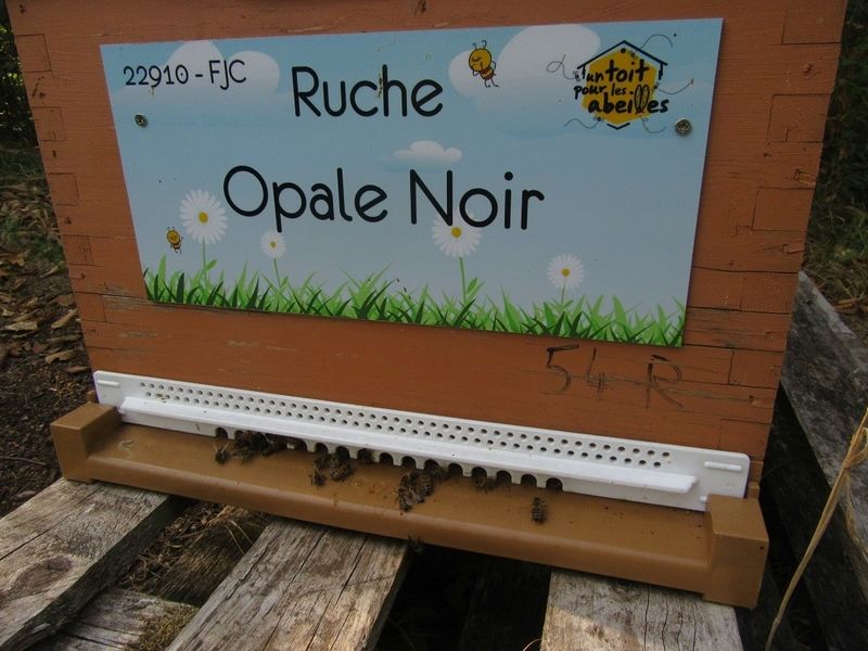 La ruche Opale Noir