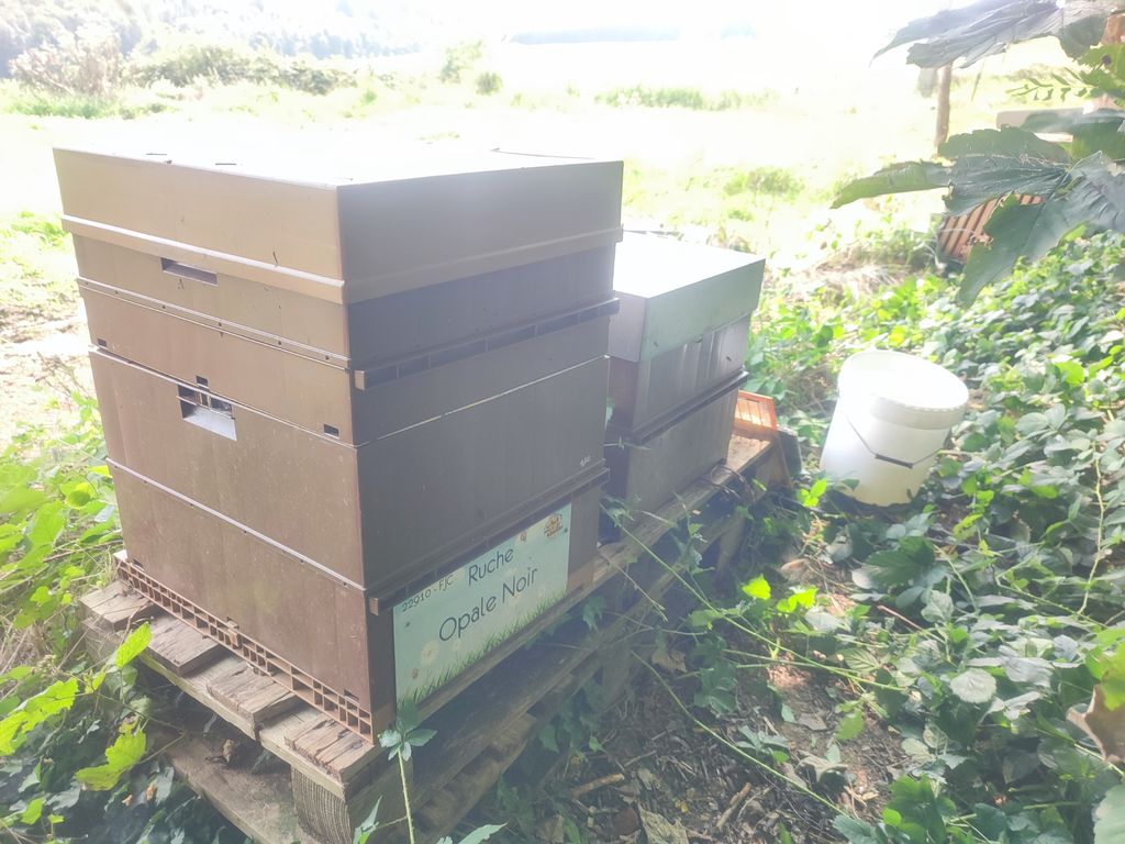 La ruche Opale Noir