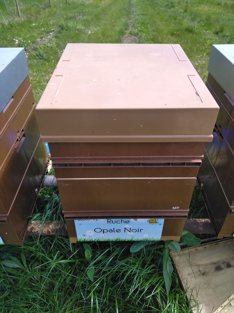 La ruche Opale Noir