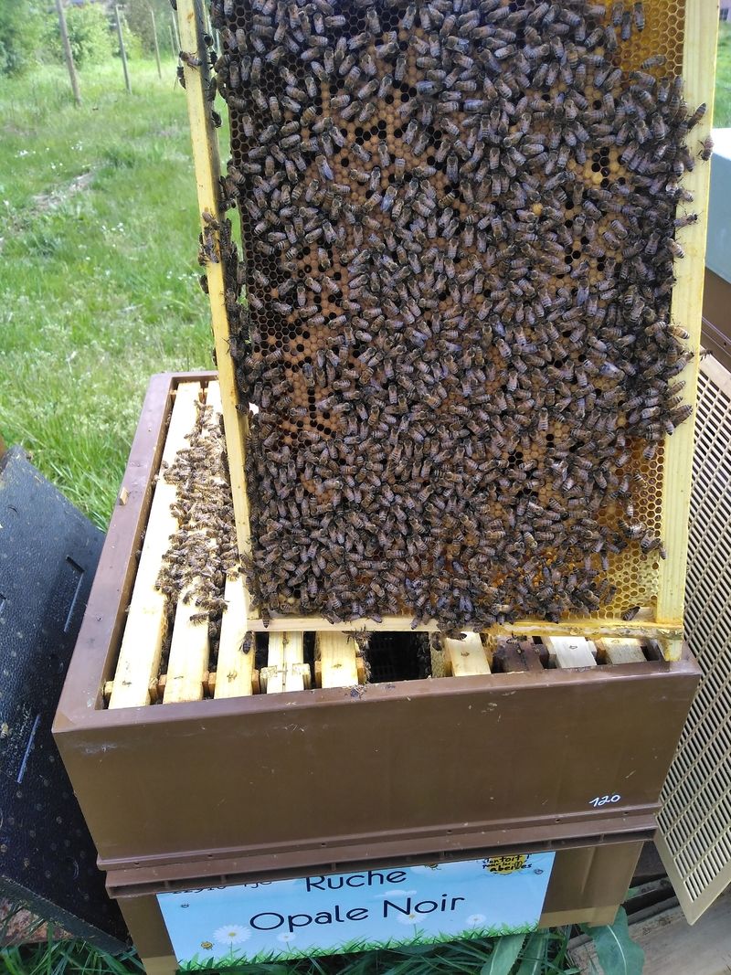 La ruche Opale Noir
