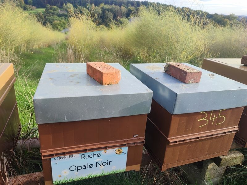 La ruche Opale Noir