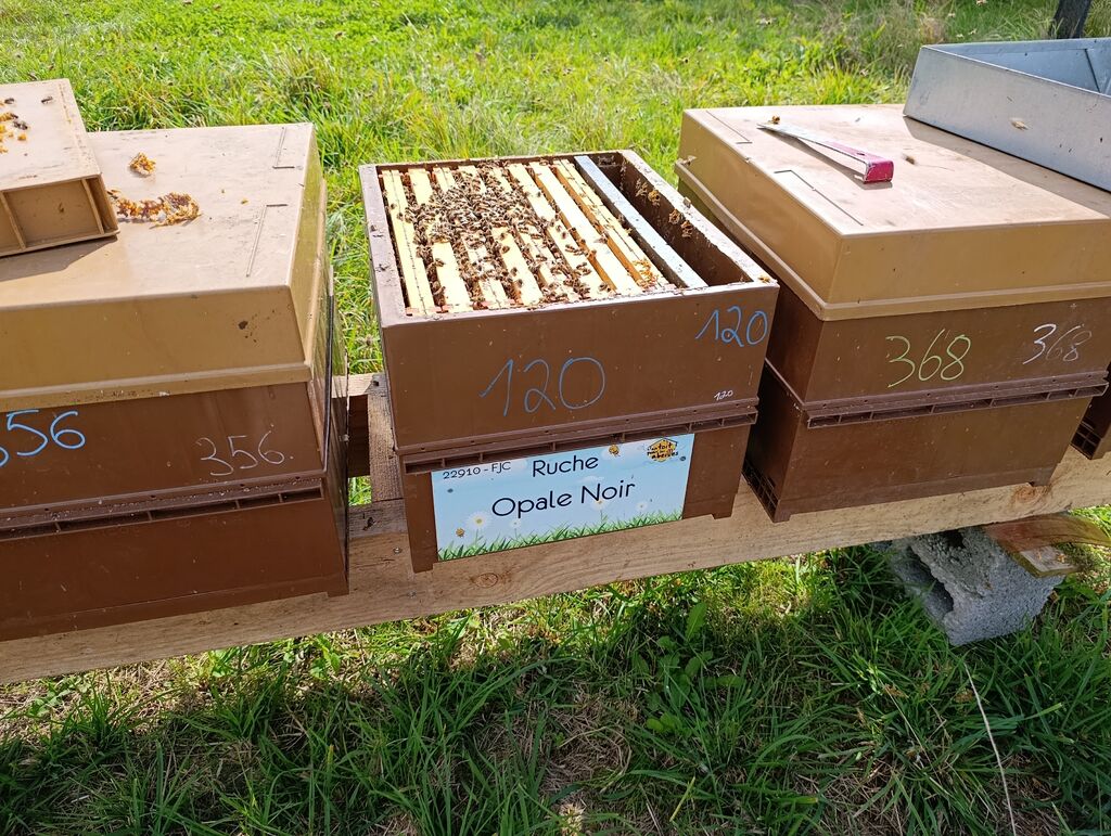 La ruche Opale Noir