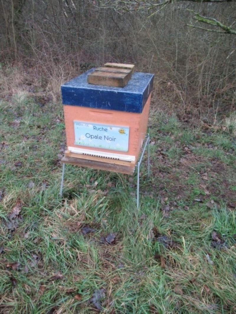 La ruche Opale Noir