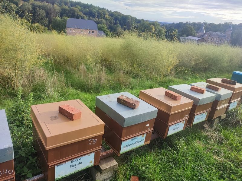 La ruche Péridot