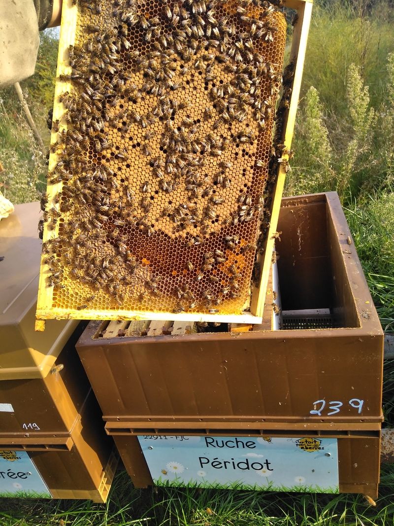 La ruche Péridot