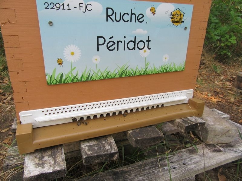 La ruche Péridot