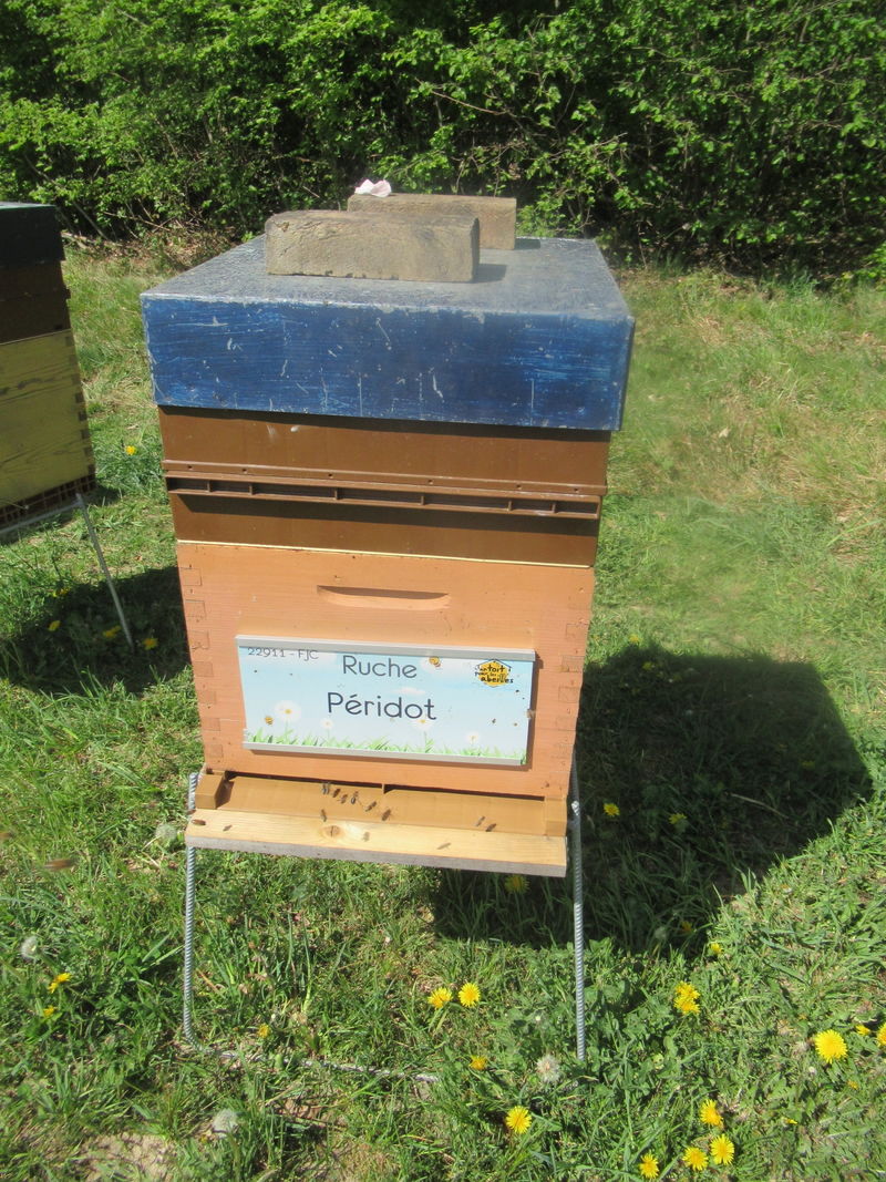 La ruche Péridot