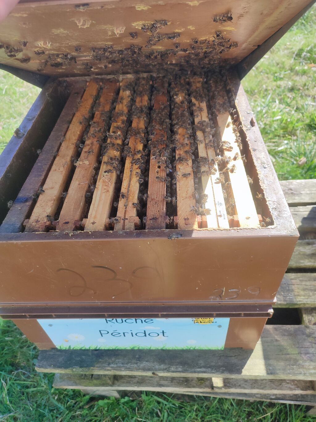 La ruche Péridot