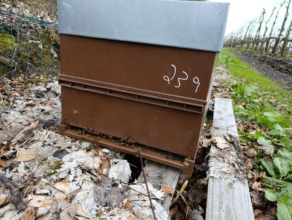 La ruche Péridot