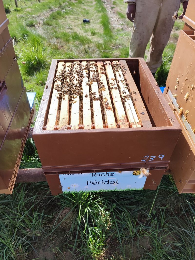 La ruche Péridot