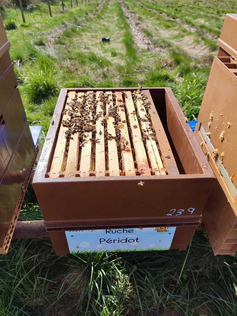La ruche Péridot