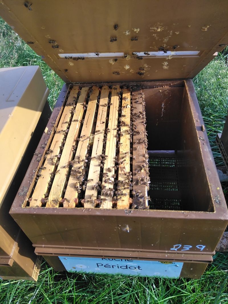 La ruche Péridot