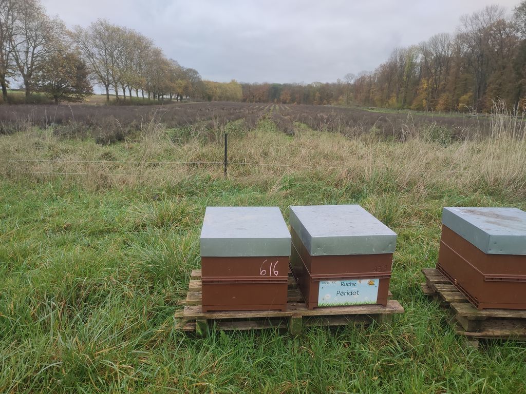 La ruche Péridot