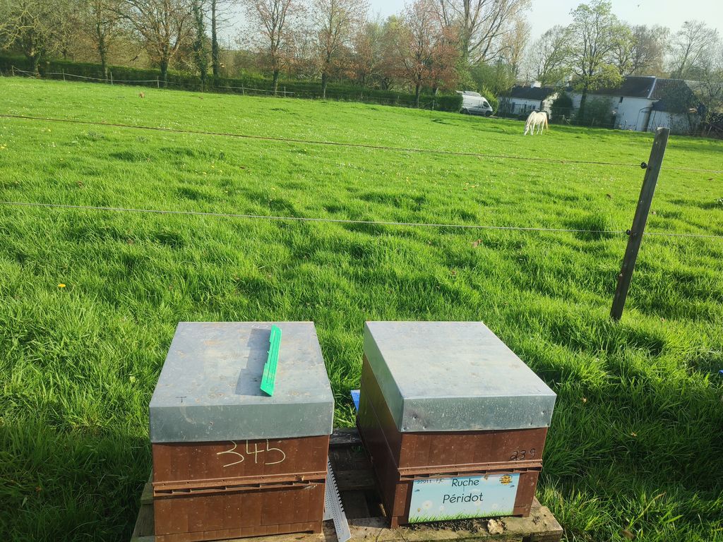 La ruche Péridot