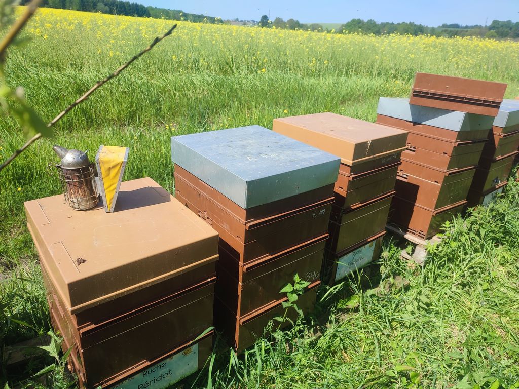 La ruche Péridot
