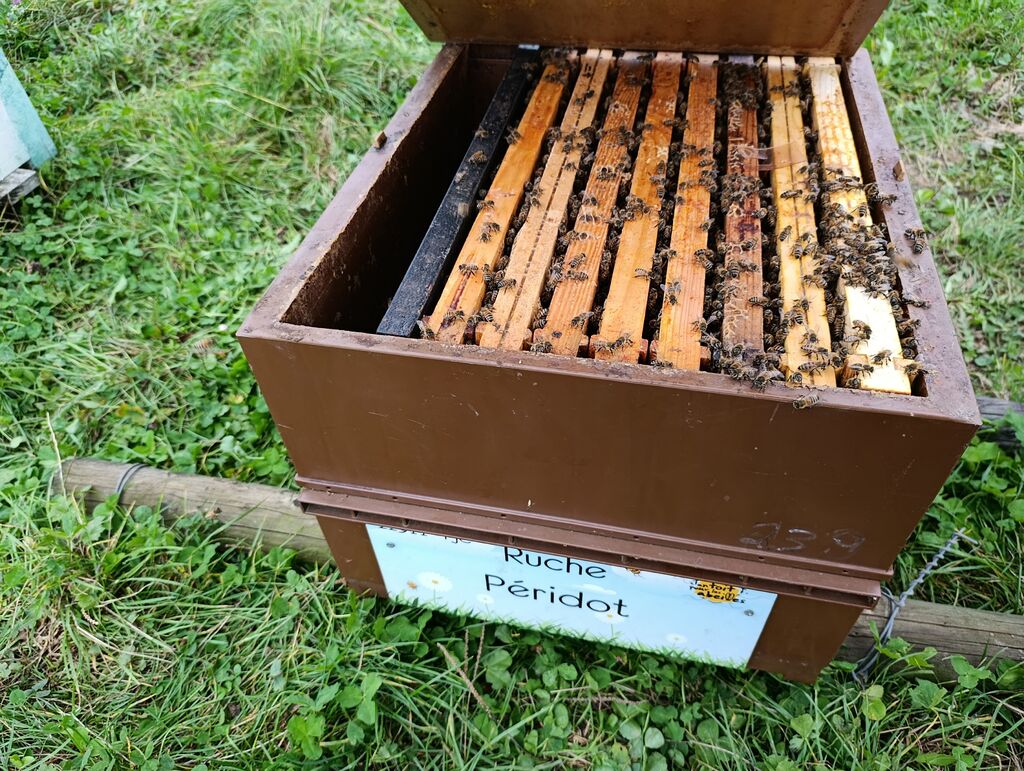 La ruche Péridot