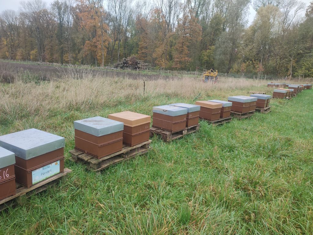 La ruche Péridot